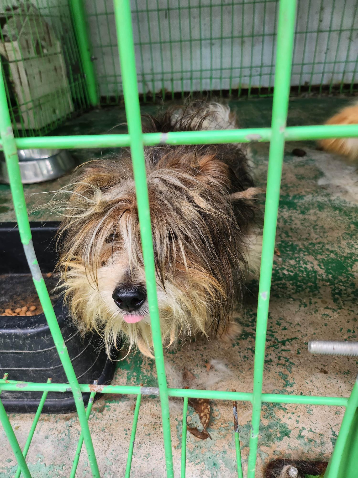 봉화군유기동물보호소_447524202300022